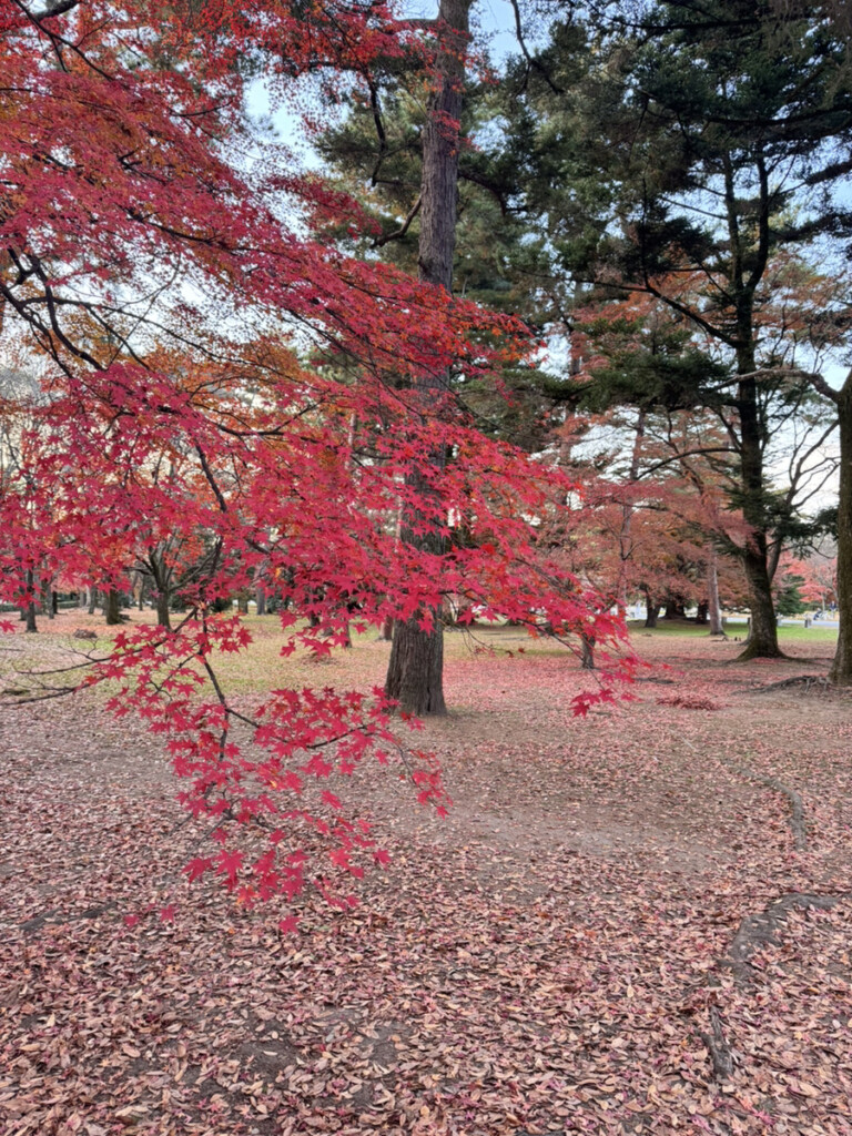 京都御苑の紅葉の写真