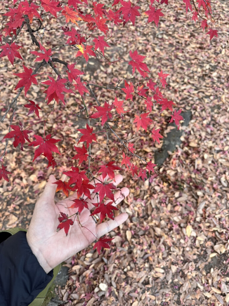 京都御苑の紅葉のアップ写真