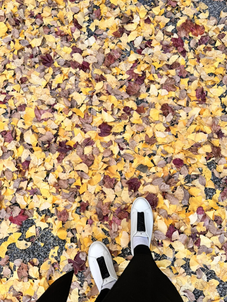 京都御苑のイチョウの写真